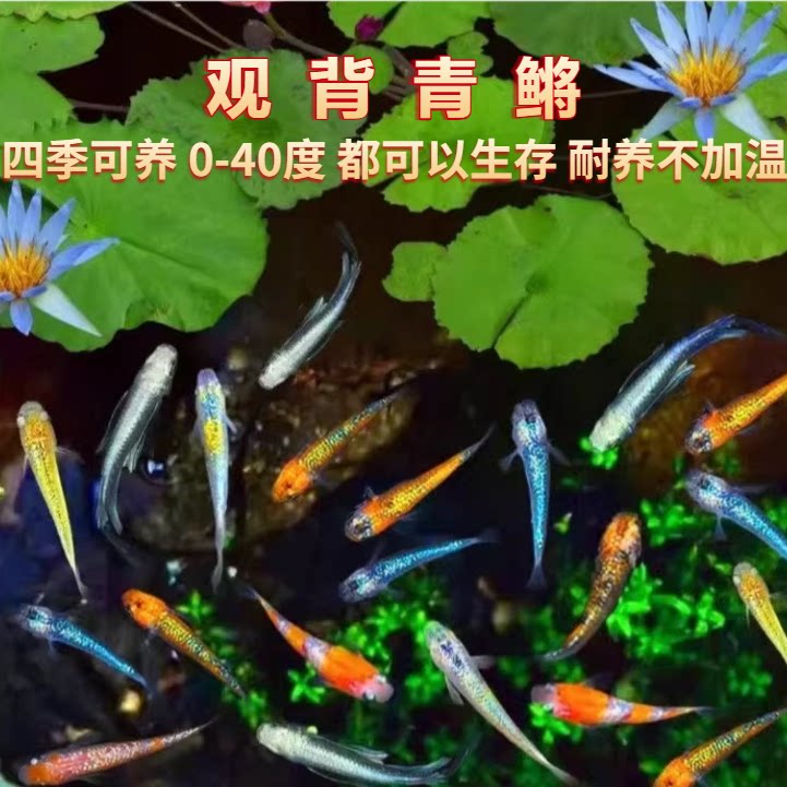 观背青鳉小型冷水观赏鱼苗不打氧好养活蝶翼斑马鱼古法新手懒人鱼