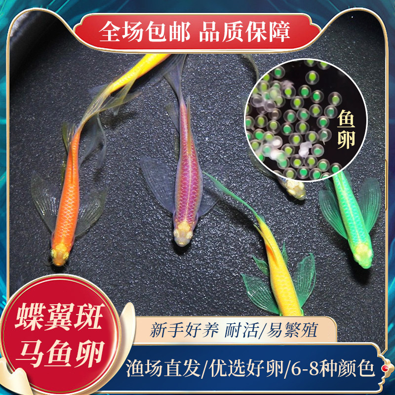 高品生产活卵长尾蝶翼可孵化种鱼