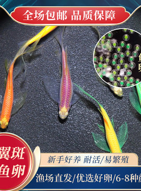 高品生产活卵长尾蝶翼可孵化种鱼