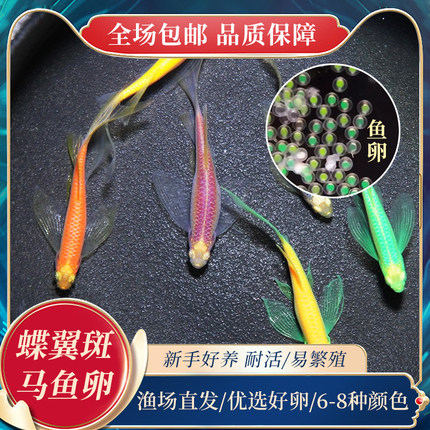 高品长尾蝶翼斑马鱼鱼卵种鱼可孵化生产活卵亲子教科实验鱼卵