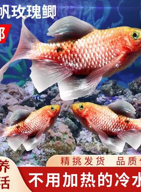 大帆玫瑰鲫原生冷水观赏小金鱼