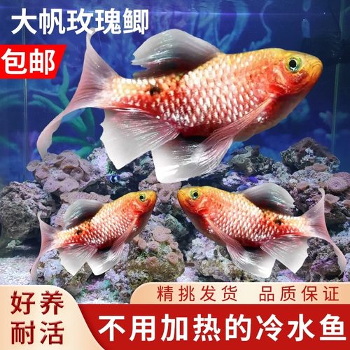 大帆玫瑰鲫原生冷水观赏小金鱼