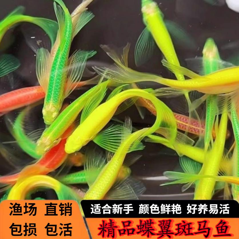 长尾蝶翼斑马鱼观赏鱼新手好养天使大勾红绿冷水鱼小型灯科鱼活体