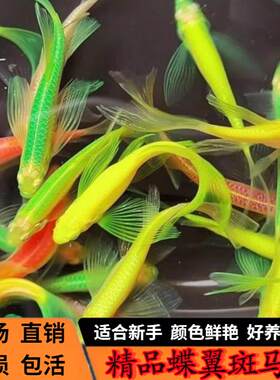 长尾蝶翼斑马鱼观赏鱼新手好养天使大勾红绿冷水鱼小型灯科鱼活体