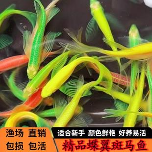 长尾蝶翼斑马鱼观赏鱼新手好养天使大勾红绿冷水鱼小型灯科鱼活体