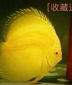 活体小型精品白化黄金七彩神仙鱼