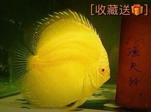 七彩燕七彩神仙鱼热带鱼活体小型淡水鱼观赏鱼鱼苗精品白化黄金