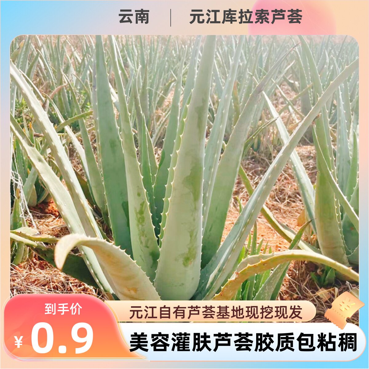 美国库拉索芦荟苗美容院补水灌肤专用绿植盆栽食用室内鲜芦荟植物