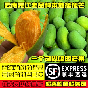 【顺丰快递】农产品云南元江本地杧木百年老树搓搓芒新鲜水果包邮