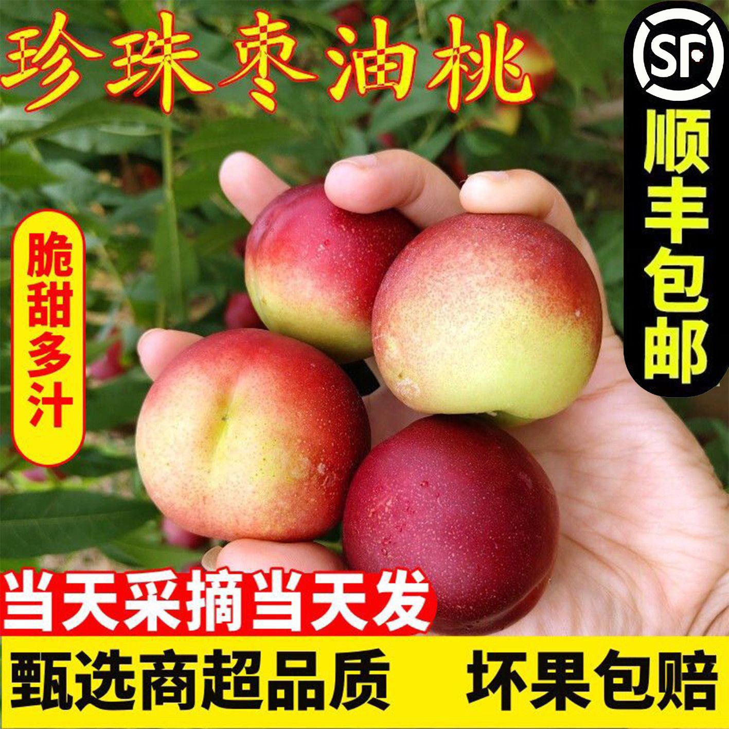 【顺丰包邮】当季现摘 新鲜珍珠枣油桃白肉七分甜脆甜桃 产地直发