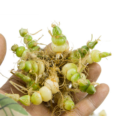 咕噜子药贵州珍珠草算盘子散装