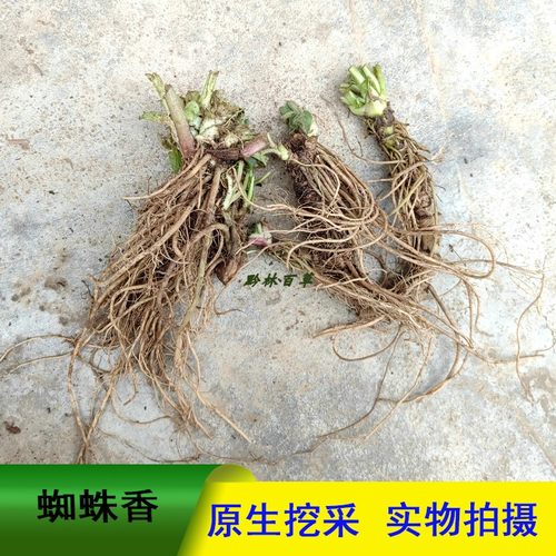 蜘蛛香马蹄香猫儿屎贵州