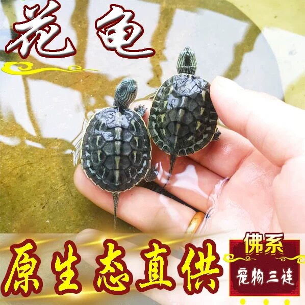 【纯正珍珠龟】中华花龟珍珠龟小乌龟宠物观赏龟招财长寿龟纯种龟