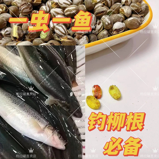 杨拉罐新鲜小颗爆护钓柳根鱼饵特价小宠互动奖励零食