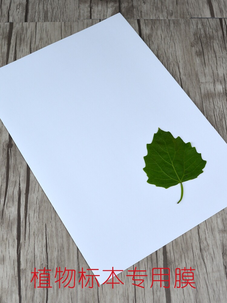 식물표본관 플라스틱 필름 잎 표본 제작 양각 사진 앨범 표본 필름 컬렉션 도서 표본 책