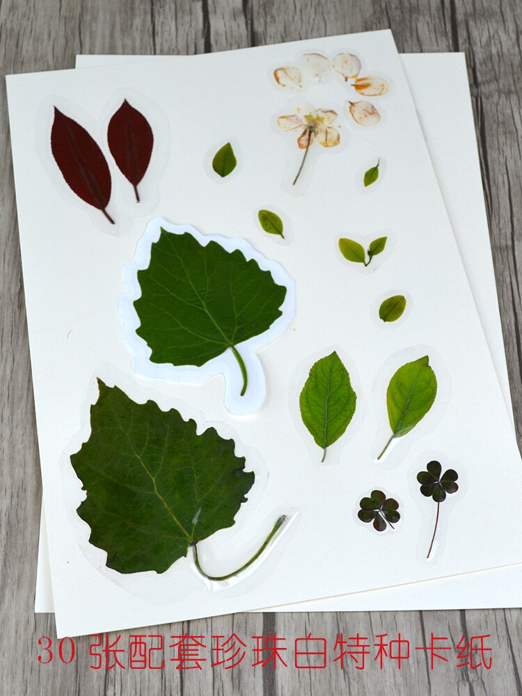 식물표본관 플라스틱 필름 잎 표본 제작 양각 사진 앨범 표본 필름 컬렉션 도서 표본 책