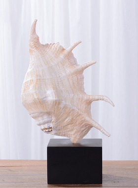 海洋风天然海螺摆件设计师酒店民宿家居软装饰品工艺品创意摆件