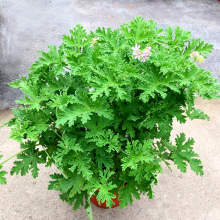 驱蚊草种子香叶天竺葵籽防蚊子盆栽室内外阳台植物种孑耐旱多年生