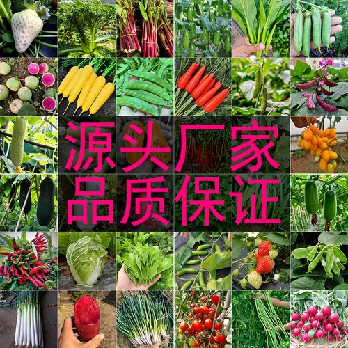 四季蔬菜种子原厂彩包品牌正品