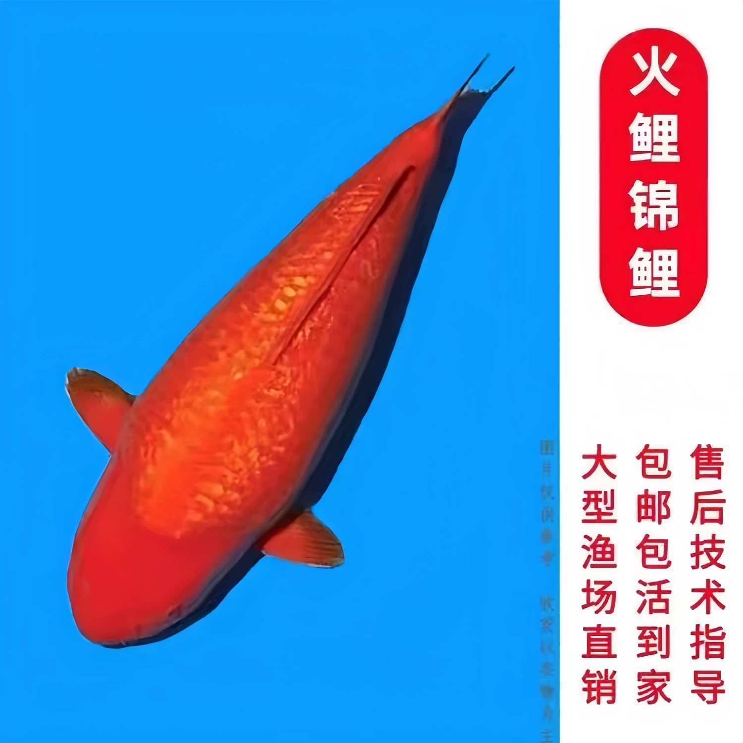 日本精品进口红色火鲤耐活纯种鲜艳全红色高端淡水冷水锦鲤观赏鱼