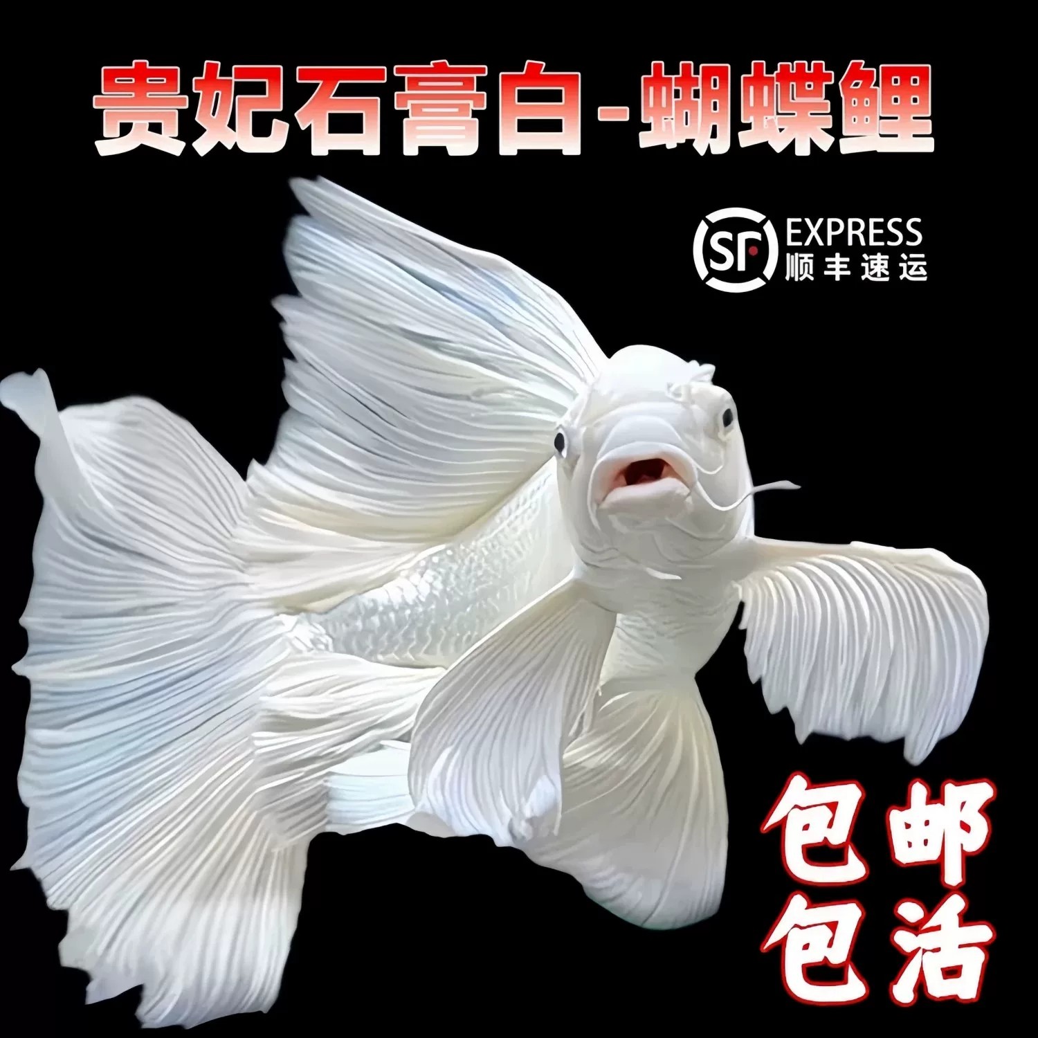 台湾蝴蝶鲤观赏鱼活体冷水淡水图片