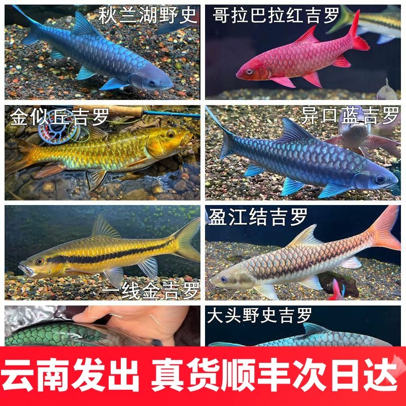 蓝吉罗全阵容淡水活体集齐原生鱼图片