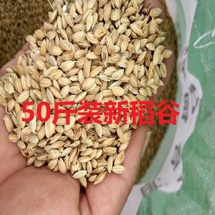 去芒过筛稻谷晚粳米带壳水稻谷子鸡鸭鹅鸽子饲料鸟食50斤25公斤装