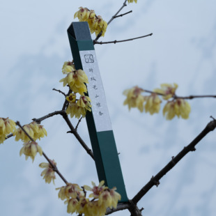 不秋草堂|特级老山檀香 印度老山檀单品线香 日常用香