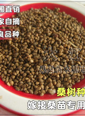 大叶桑苗种子可作用于嫁接