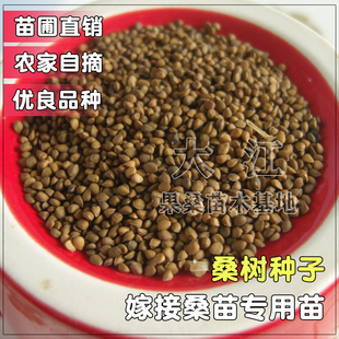大叶桑树种子果桑苗养蚕桑嫁接实生苗种子桑葚籽桑苗桑叶种子农家
