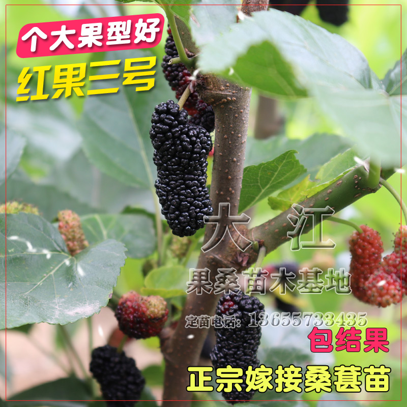 海宁盆栽地栽南北方种植桑葚树苗