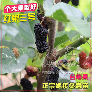 红果三号嫁接桑葚树苗海宁四季果桑苗盆栽地栽桑果树苗南北方种植
