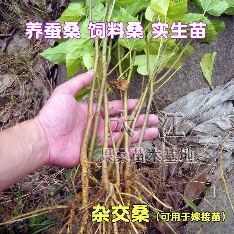 海宁桑树苗实生桑苗杂交桑苗饲料桑苗养蚕桑苗嫁接用苗大叶桂桑苗