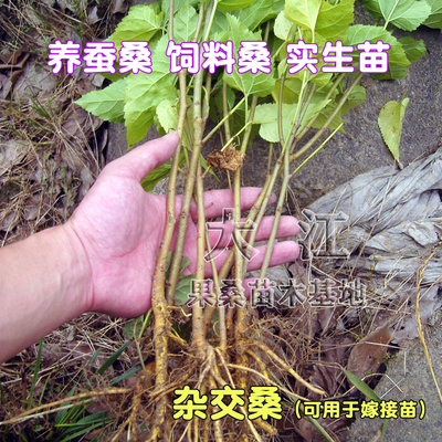 海宁桑树苗实生桑苗杂交桑苗饲料桑苗养蚕桑苗嫁接用苗大叶桂桑苗