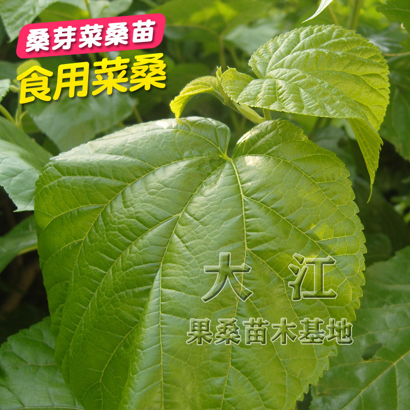 食用菜桑叶树苗桑芽菜桑图片