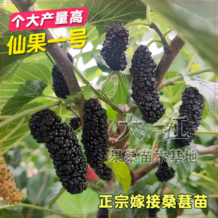 仙果一号嫁接桑葚树苗海宁四季果桑树苗盆地栽桑果树苗南北方种植