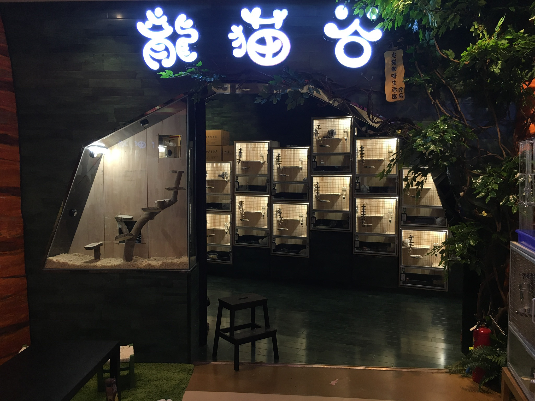 成都龙猫谷活体店直播选喜欢的萌宠 颜色不一样价格有区别 有售后