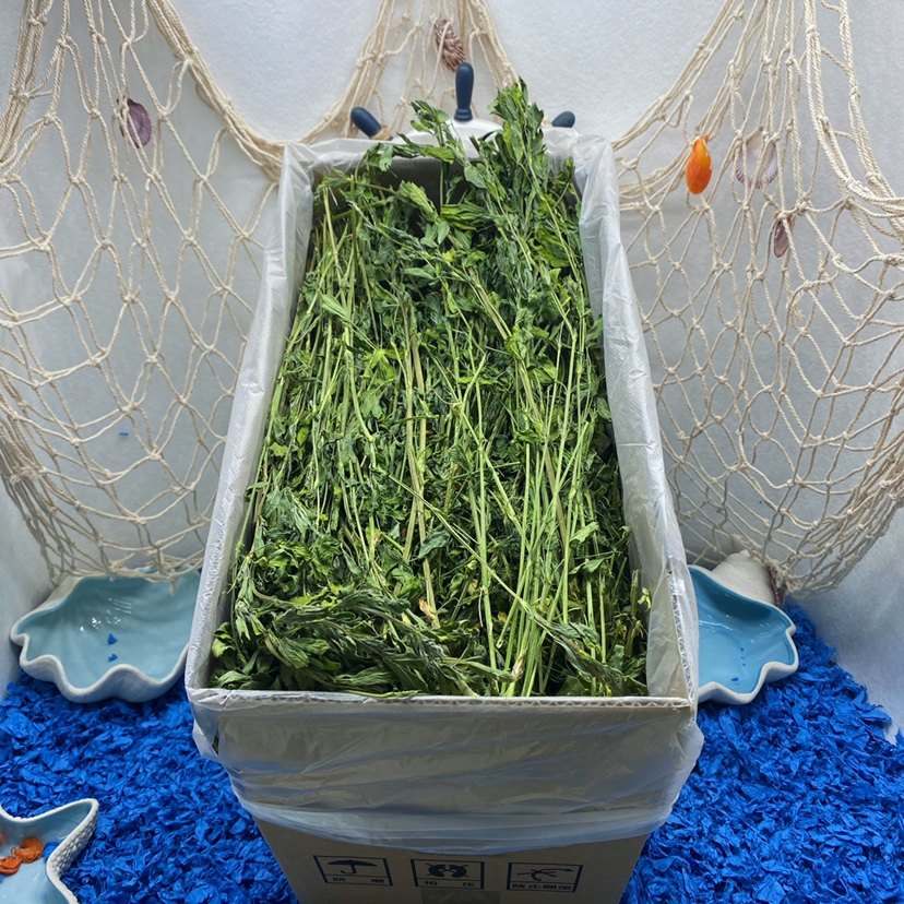 新苜蓿草 毛重1千克 大叶苜蓿龙猫兔吃