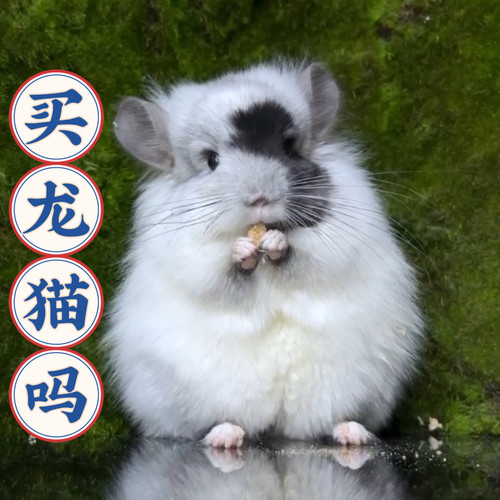 活体龙猫真的很好养 没有味道 31个颜色 教饲养 搭理简单互动性强