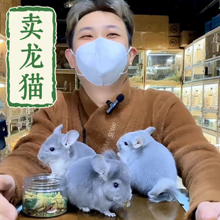 选龙猫链接 每个月都70多只断奶龙猫可以视频直播选 非活体价格