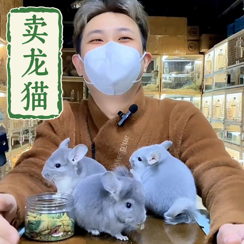 选龙猫链接【非活体价格】每个月都70多只断奶龙猫可以视频直播选