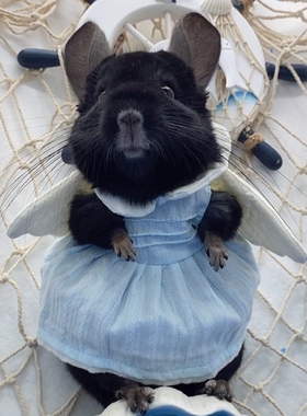 龙猫摆拍道具衣服 杯子 墨镜 宠物对联 酒瓶等成为这条街最亮的崽