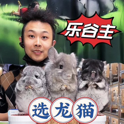 选龙猫链接【非活体价格】2到4个月每个月70多只可选网红萌宠