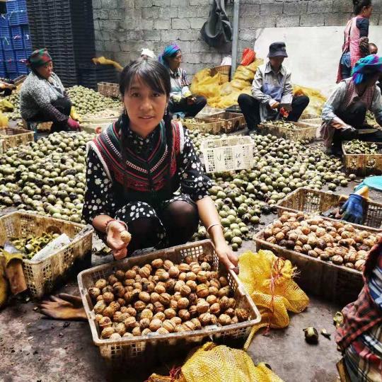 大山里的干核桃