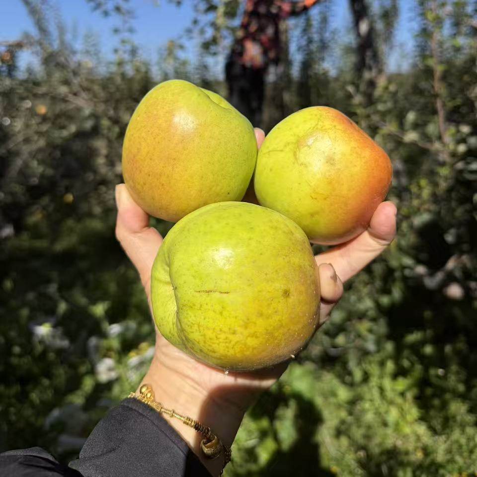 大凉山瑞雪苹果8斤,水产肉类/新鲜蔬果/熟食,苹果,淘宝优惠券,粉丝福利购,淘宝优惠卷