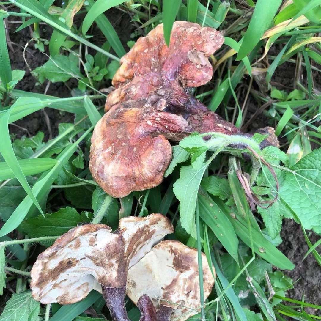 大凉山野生灵芝整枝泡酒煲汤