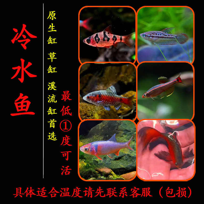 原生鱼冷水鱼钻石彩虹鲫鱼甜甜圈鲫大帆玫瑰鲫彩虹精灵鱼白云金丝