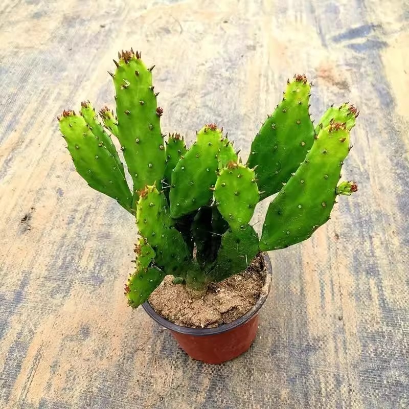 千手观音盆栽植物室内阳台绿植花卉防辐射仙人掌类千佛手多肉植物