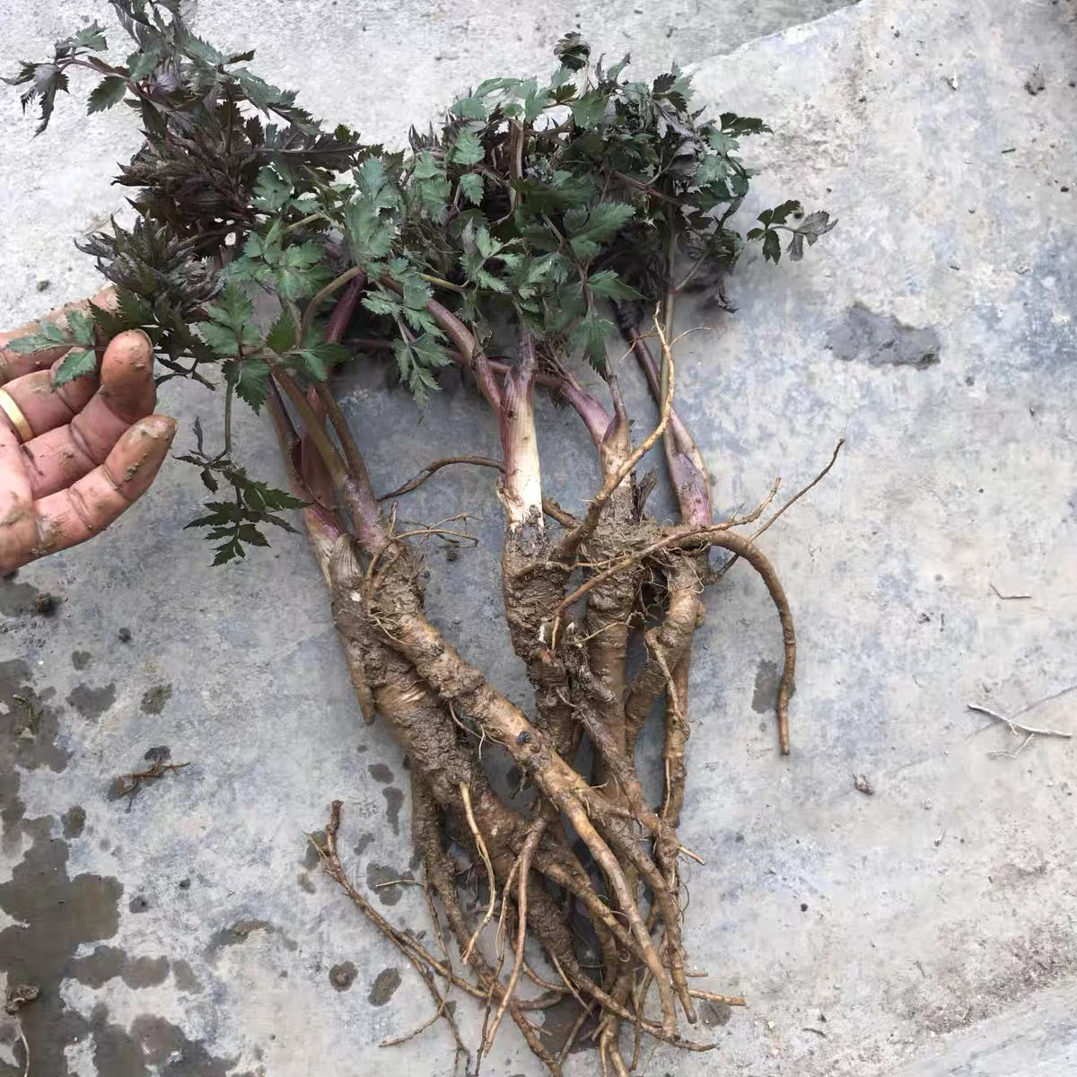 正宗当归小苗四川大凉山药材种苗当季现挖现发川归苗自家种植包活