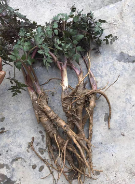 正宗当归苗现挖现发四川大凉山甜当归小苗阳台盆栽种植移栽易成活